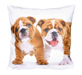 Fotonávlek, Dva buldočci, 40 x 40 cm