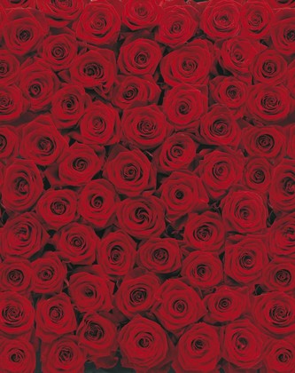 Komar papírová fototapeta Roses 4-077 Růže, 194 x 270 cm