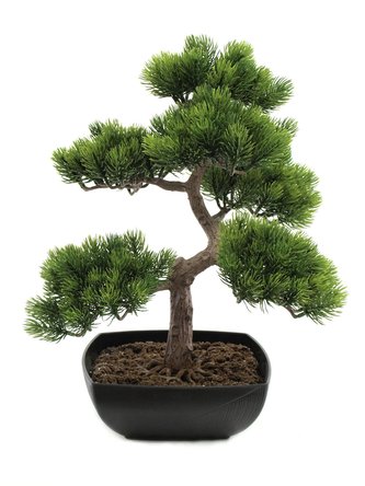 Bonsai borovice, 50 cm
