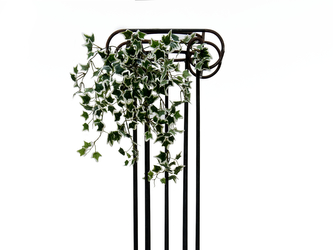 Holandský divoký břečťan trs malý, 60 cm