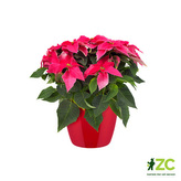 Obal Brussels Diamond - lovely red 30 cm