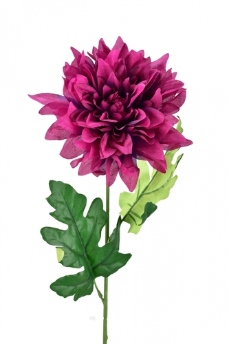 Chryzantéma hvězdicovitá fialová 65 cm