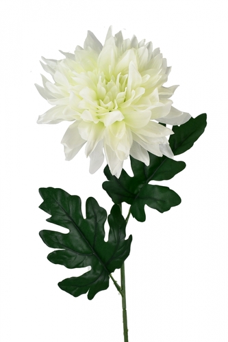 Chryzantéma hvězdicovitá bílá 65 cm