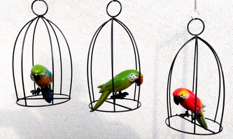 Papoušek v kovové kleci