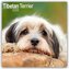 Tibetan Terrier - Tibet Terrier 2025 - 16-Monatskalender