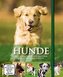 Hunde, m. DVD