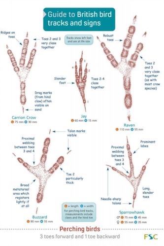 Guide to British bird tracks and signs