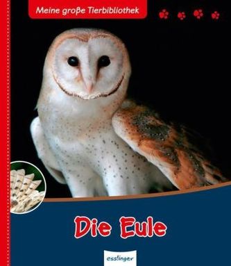 Die Eule