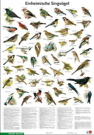 Einheimische Singvögel