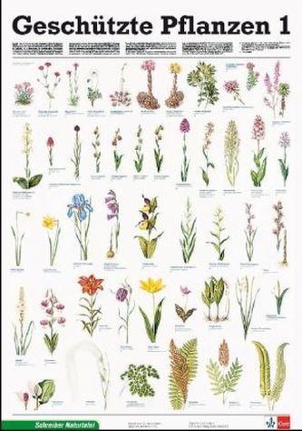 Geschützte Pflanzen. Tl.1