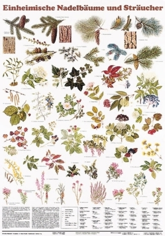 Einheimische Nadelbäume und Sträucher