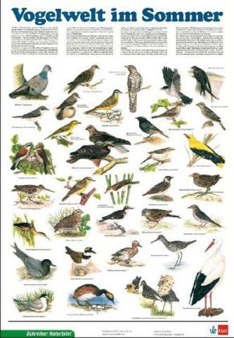 Vogelwelt im Sommer