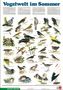 Vogelwelt im Sommer