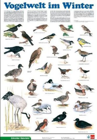 Vogelwelt im Winter