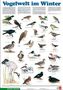 Vogelwelt im Winter