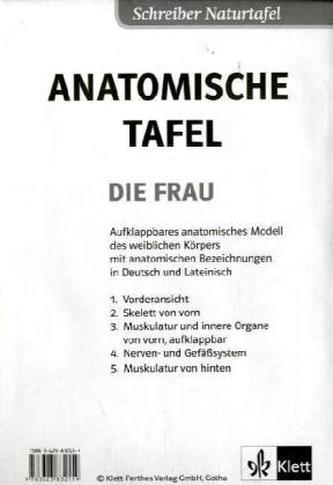 Anatomische Tafel, Die Frau