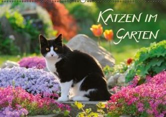 Katzen im Garten (Wandkalender 2015 DIN A2 quer)