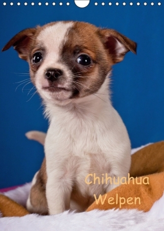 Chihuahua Welpen (Wandkalender 2016 DIN A4 hoch)