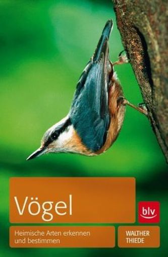 Vögel