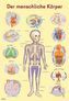 Mein Lernposter: Der menschliche Körper