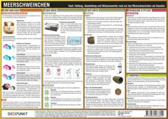 Meerschweinchen, Infotafel