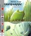 Wachse, kleine Kaulquappe, m. DVD