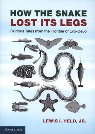 How the Snake Lost its Legs