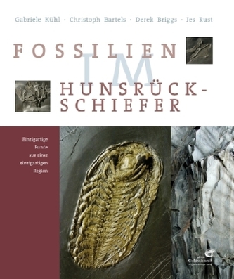 Fossilien im Hunsrück Schiefer