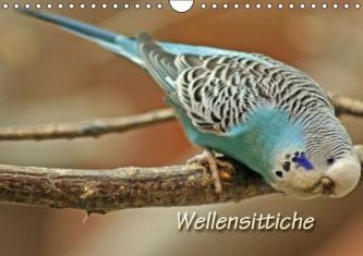Wellensittiche (Wandkalender 2016 DIN A4 quer)