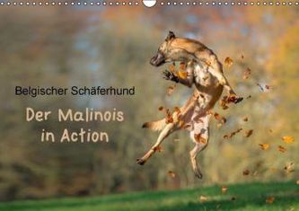 Belgischer Schäferhund - Der Malinois in Action (Wandkalender 2016 DIN A3 quer)