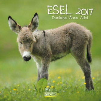 Esel 2017