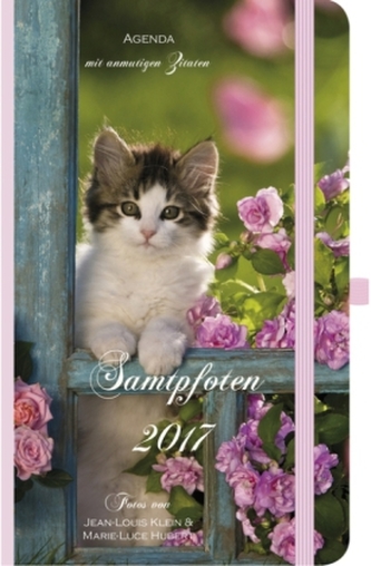 Samtpfoten 2017
