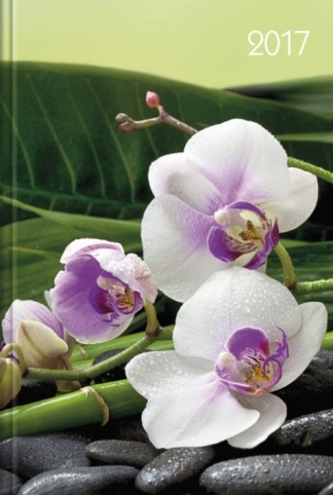 Lady-Timer Orchideen 2017