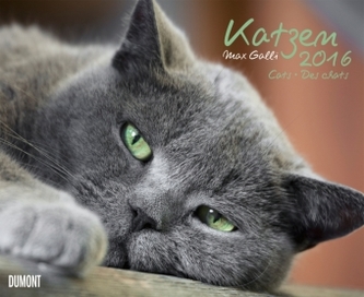 Katzen 2016