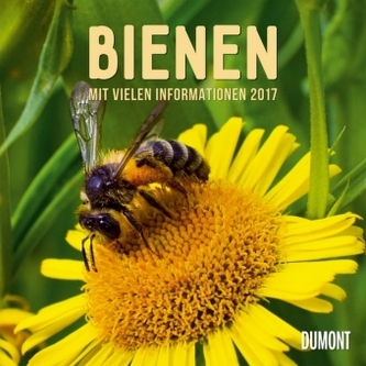 Bienen 2017