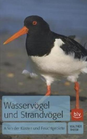 Wasservögel und Strandvögel