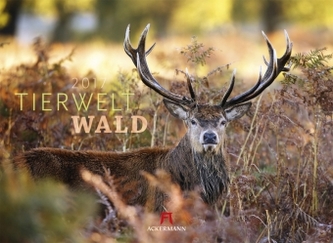 Tierwelt Wald 2017
