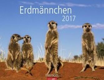 Erdmännchen 2017