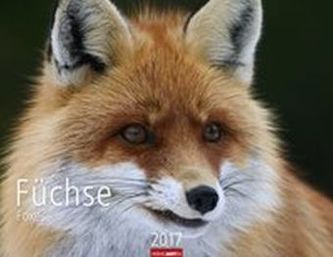 Füchse 2017