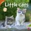 Little Cats Broschurkalender 2017