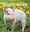 Schweinchen Postkartenkalender 2017