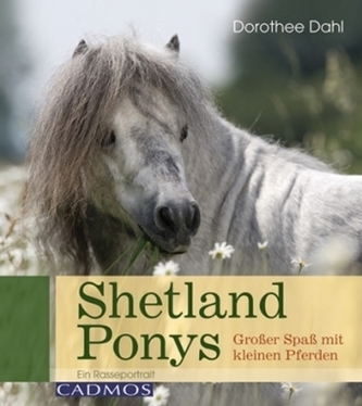 Shetlandponys