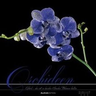 Orchideen 2017