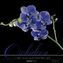 Orchideen 2017