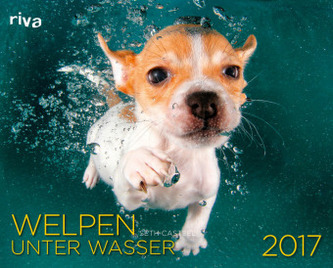 Welpen unter Wasser 2017