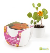 Mini zahrádka - Mini květináč Ceramic s lichořeřišnicí