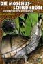 Die Moschusschildkröte