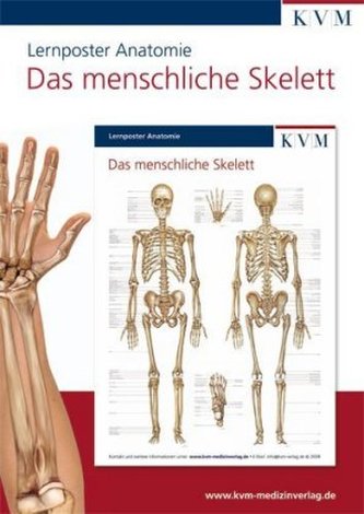Das menschliche Skelett, 1 Poster