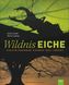 Wildnis Eiche