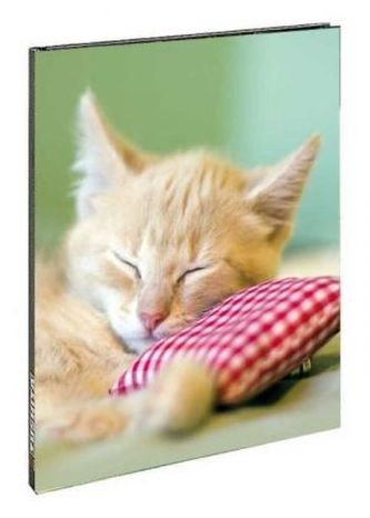 Kitten